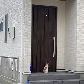 季節外れのトリックオアトリートすぎるネコ　　からくりぴーちさん