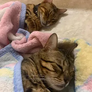 眠たすぎるネコ　　ゆきりんさん