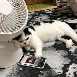 インスタライブを見ている暇すぎるネコ　　ぱんだるさん