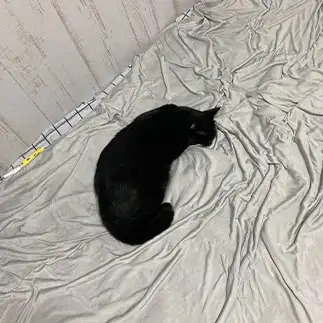 ナマコすぎるネコ　　banmamiさん