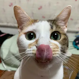舌の裏を見せすぎるネコ　　ぼんママさん