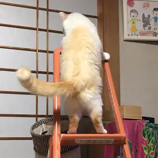 作業員すぎるネコ　　にゃーさん
