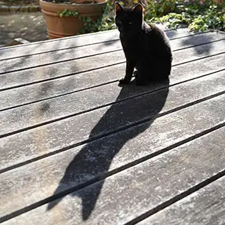 影が巨猫すぎるネコ　　terumaronさん