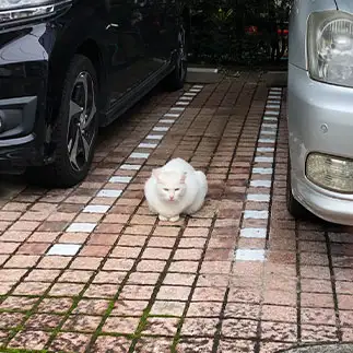 車庫入れ完璧すぎるネコ　　tomato3さん