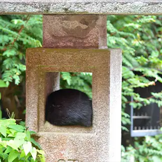スッポリすぎるネコ　　仙城彩漓さん