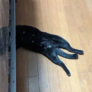 女のコなのに恥ずかしすぎるネコ　　いっちゃんさん