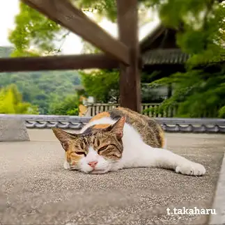 暑くて、だらけすぎるネコ　　t.takaharuさん