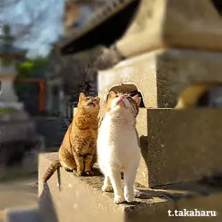コラボが上手すぎるネコ　　t.takaharuさん
