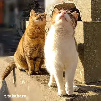 上手にコラボしすぎるネコ　　t.takaharuさん
