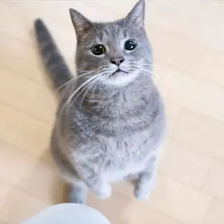 黒目すぎるネコ　　ゆずなつさん