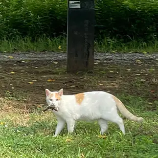 ハンターすぎるネコ　　ハムカツさん