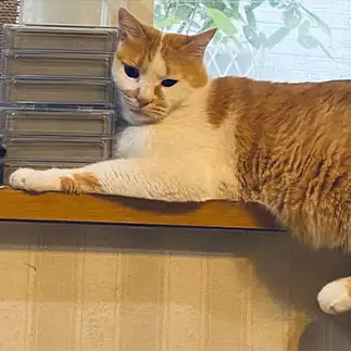 俺の場所アピールしすぎるネコ　　ゆうたんさん