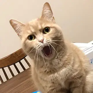 ムンクの叫びすぎるネコ　　あんにゃさん