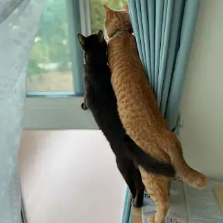 ニャルソック密すぎるネコ　　まりまさん