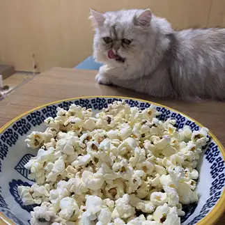 ポップコーンに誘惑されすぎるネコ　　優優さん