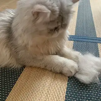 自分の抜け毛が気になりすぎるネコ　　優優さん