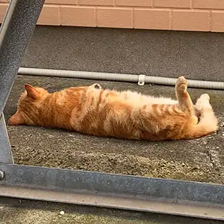 警戒心なさすぎるネコ　　サラさん