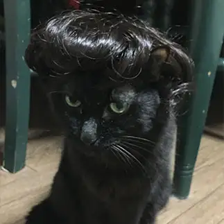カツラ似合いすぎるネコ　　necomarimariさん