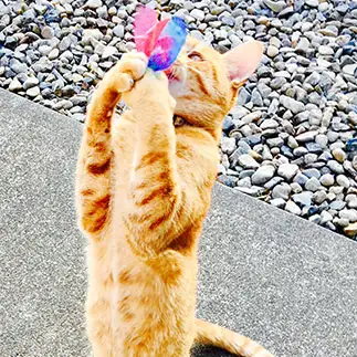 内心ヒヤヒヤ!手の内を絶対に見せたくなさすぎるネコ　　ちょこシューさん