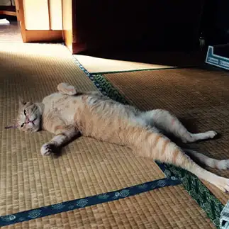 昭和のグラビア感ダダ漏れすぎるネコ　　山本ミカコさん
