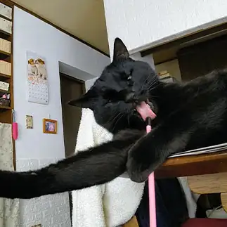 ハードロックしすぎるネコ　　まゆりんさん