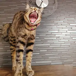あくびがすごすぎるネコ　　チャイさん