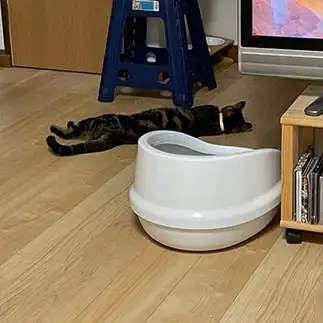 夏バテが激しすぎるネコ　　うめきなさん