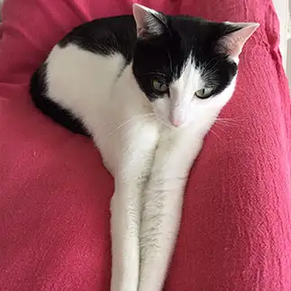 前足が長すぎるネコ　　まいさん
