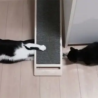遊びたがりすぎるネコ　　こじわさん