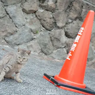 駐車禁止に目を光らせすぎるネコ　　y_s_z_rさん