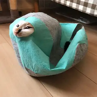 新しい生物すぎるネコ　　近藤美加さん