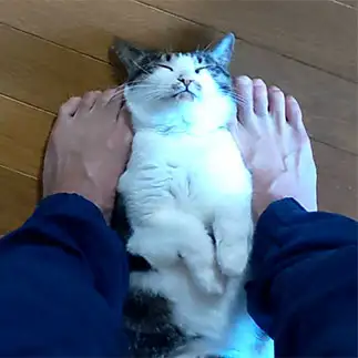 足の匂いに無抵抗すぎるネコ　　ちーちゃんのおばちゃんさん