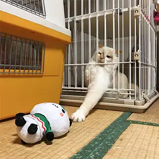 もうちょっとで届くのにぃ～すぎるネコ　　にゃーさん