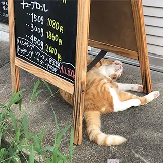 店番中に爆睡しすぎるネコ　　あやんぱさん