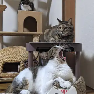 「ひと口ちょうだい」が大きすぎるネコ　　ひまわり屋ひまさん