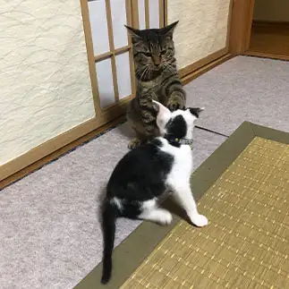なんでやねんすぎるネコ　　banmamiさん