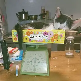 こちらこそありがとうすぎるネコ　　banmamiさん