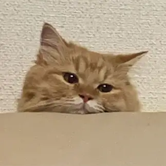 つまんない顔すぎるネコ　　ミミママさん