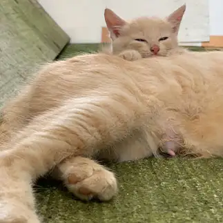 自分のおっぱいを守りすぎるネコ　　Sプラザさん