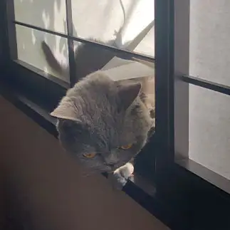 わるすぎるネコ　　にりえさん