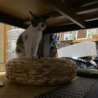 置物すぎるネコ　　のざきうめこさん