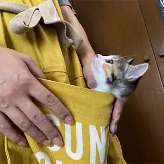 どこに行くのもついて行きたすぎるネコ　　のざきうめこさん