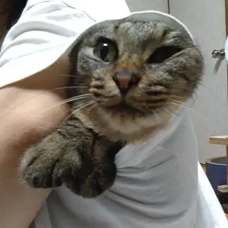 E.Tすぎるネコ　　みゆぴちさん