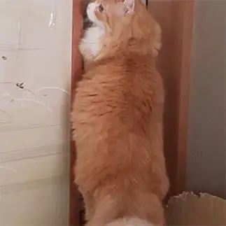 伸びすぎるネコ　　にゃんぷーさん