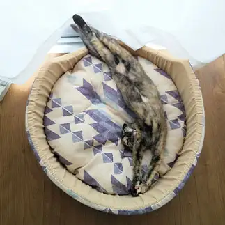 無防備すぎるネコ　　チャロさん