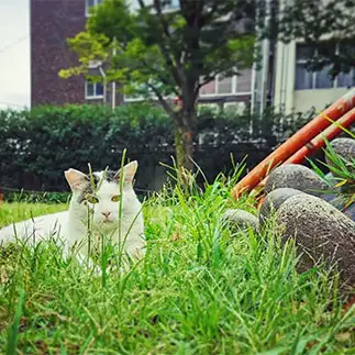 かくれんぼがヘタすぎるネコ　　くぅさん
