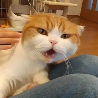 抱っこがイヤすぎるネコ　　もちたんママさん
