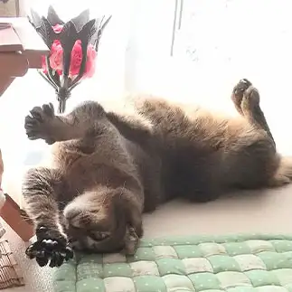 ひますぎるネコ　　すみれんさん