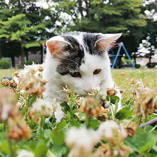 お花を元気づける尊すぎるネコ　　くぅさん