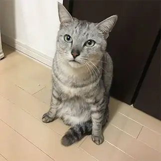 変な座り方すぎるネコ　　ミロルナのママさん